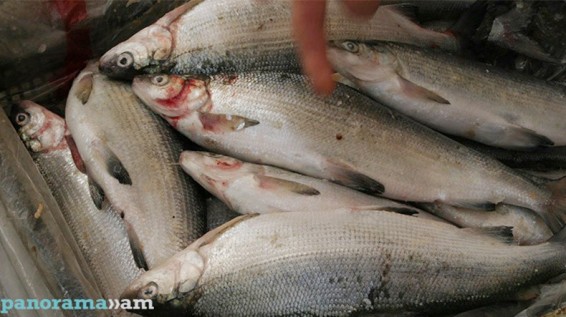 Սևանից ապօրինի ձկնորսություն կատարելու դեպքի առթիվ հարուցվել է քրգործ