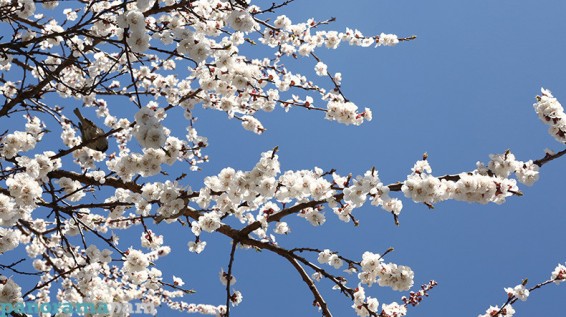 Ապրիլ ամսվա կանխատեսումը և կլիմայական բնութագիրը