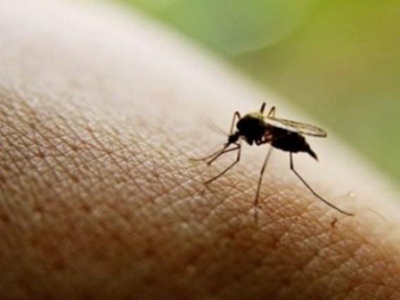 Հղի կանանց կոչ են արել չմեկնել Մայամիի շրջաններից մեկը` Զիկա վիրուսի պատճառով