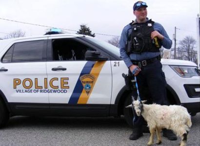 Նյու Ջերսիի ոստիկանները «բերման են ենթարկել» այծին, որը շրջում էր գերեզմանատանը