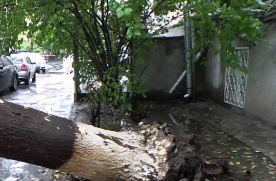 Ծառն ընկել է կայանած «Toyota Camry»-ի վրա