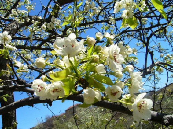 Օդի ջերմաստիճանը աստիճանաբար կբարձրանա 10-12 աստիճանով