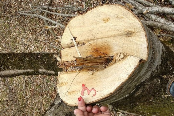 «Հայանտառ» ՊՈԱԿ-ի անտառտնտեսություններում ապօրինի ծառահատումներ են hայտնաբերվել