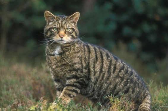 Ավստրալիայում կոչնչացվի շուրջ 2 մլն վայրի կատու