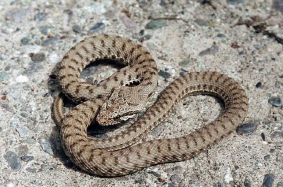 Աղավնաձորի շուկայում գյուրզա է հայտնաբերվել