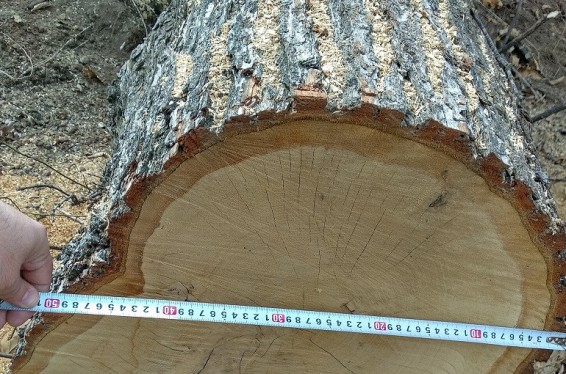 Ստեփանավանում ապօրինաբար 100 ծառ են հատել. մի մասն օգտագործել են, մյուսը՝ վաճառել