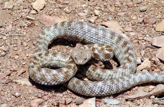 Սահնօձ տեսակի օձ է հայտնաբերվել