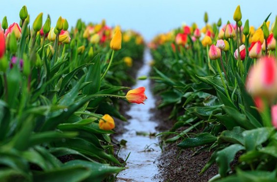 Սպասվում է կարճատև անձրև և ամպրոպ, առանձին վայրերում հնարավոր է կարկուտ