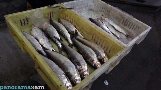 ՍԱՊԾ-ի համար անհասկանալի է, ռուսական կողմի՝ մկնդեղի հայտարարությունը