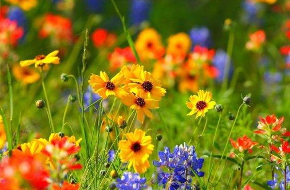 Մայիսի 21-ից ջերմաստիճանը կնվազի