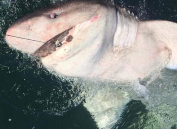 Կինը որսացել է կես տոննա կշռող հազվագյուտ շնաձուկ