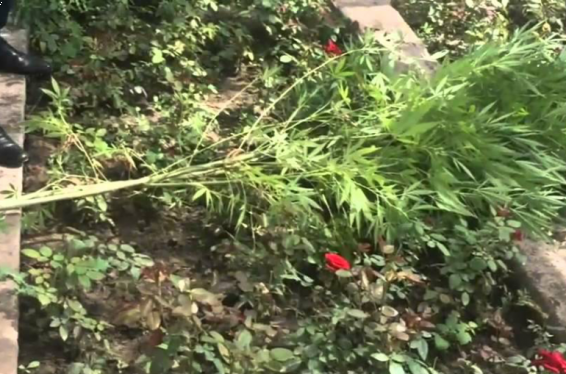 Ջերմոցում կանեփ աճեցնելու համար Արմավիրի մարզի 71-ամյա բնակչին մեղադրանք է առաջադրվել. ՔԿ