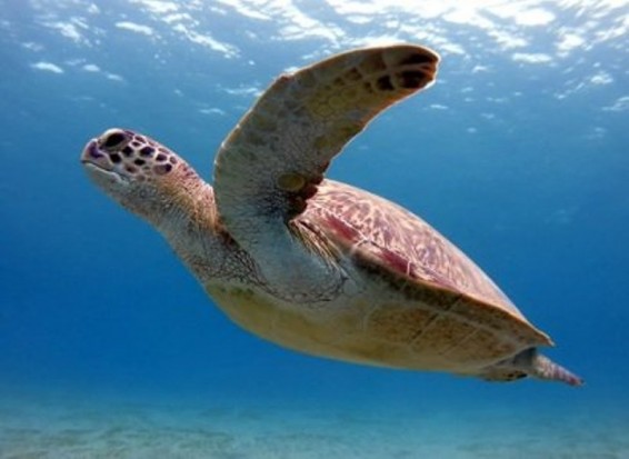 Այսօր Կրիաների համաշխարհային օրն է