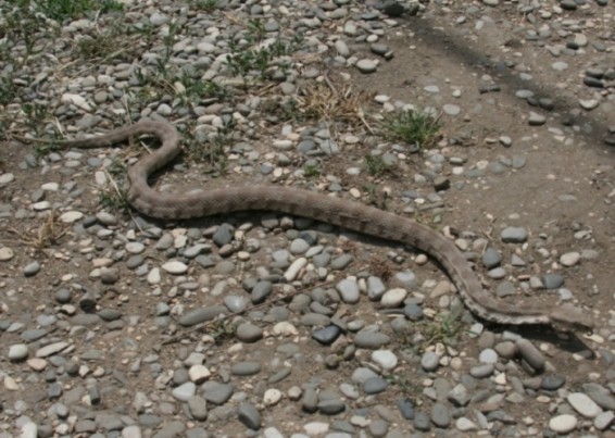 Փրկարարները 4 օձ են բռնել, 2-ը՝ գյուրզա, մյուս երկուսը՝ չպարզված տեսակի