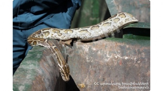 Փրկարարները 3 օձ են բռնել, 2-ը՝ գյուրզա, երկուսը՝ չպարզված տեսակի