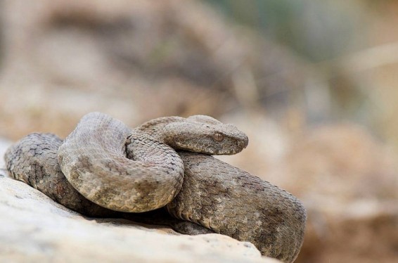 Փրկարարները մեկ օրում 9 օձ են բռնել, որից 3-ը՝ գյուրզա