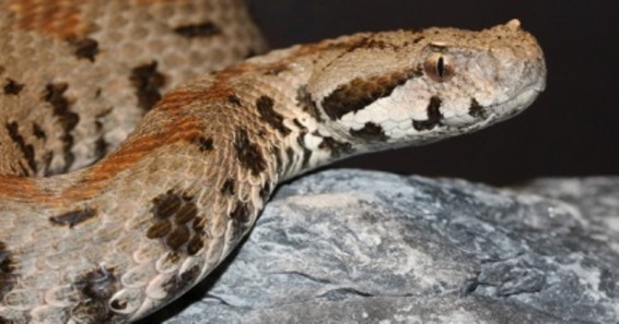 Փրկարարները 1 օրում 9 օձ են բռնել, որից 3-ը՝ գյուրզա