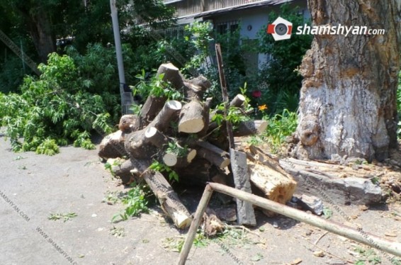 Երևանում հաստաբուն ծառը կոտրվել ու տապալվել է` փակելով շենքի մուտքը. Shamshyan.com