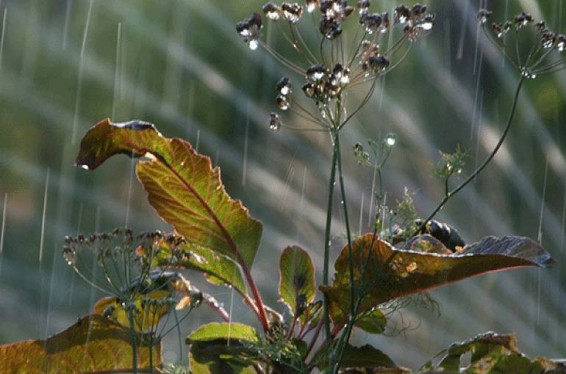 Հանրապետությունում հուլիսի 2-5-ը ջերմաստիճանն աստիճանաբար կբարձրանա 5-6 աստիճանով. սպասվում է կարճատև անձրև և ամպրոպ