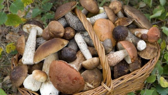 Ընտանիքի անդամները թունավորվել են սնկից. Առողջապահության նախարարությունը զգուշացնում է