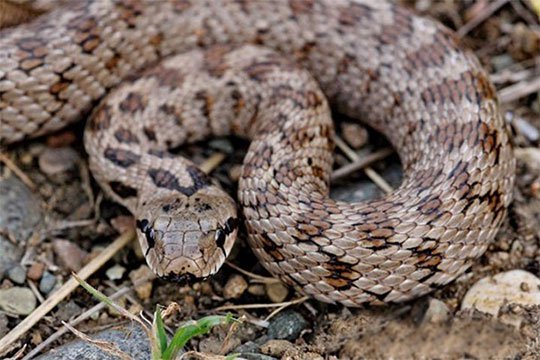 Օձեր են հայտնաբերվել