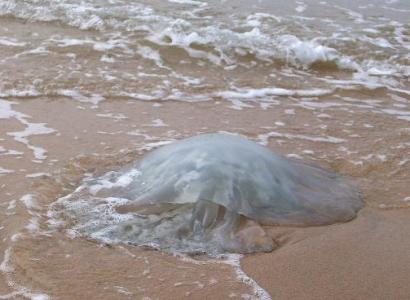 Իսրայելի լողափերը ենթարկվել են վտանգավոր մեդուզաների հարձակմանը
