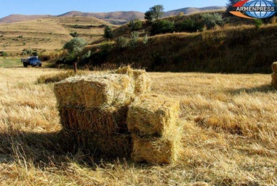 Գեղարքունիքի մարզում սկսվել է անասնակերի բերքահավաքը