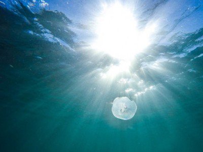 Բեռլինի եւ Բրանդենբուրգի ջրամբարներում մեդուզաներ են հայտնվել շոգի հետեւանքով. Welt