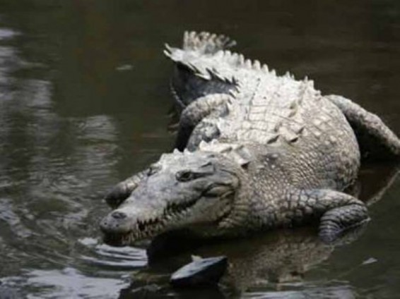 Չիկագոյում մեկ շաբաթ փորձել են բռնել ահռելի ալիգատորին