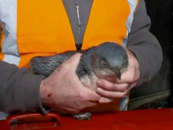 Նոր Զելանդիայում ոստիկանությունը սուշի բար ներխուժած 2 պինգվինի է «ձերբակալել»