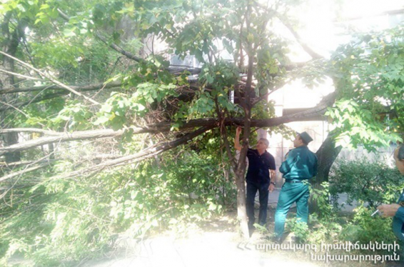Գյումրիում ծառը կոտրվել և փակել է ճանապարհը. փրկարարները մասնատել և հեռացրել են այն