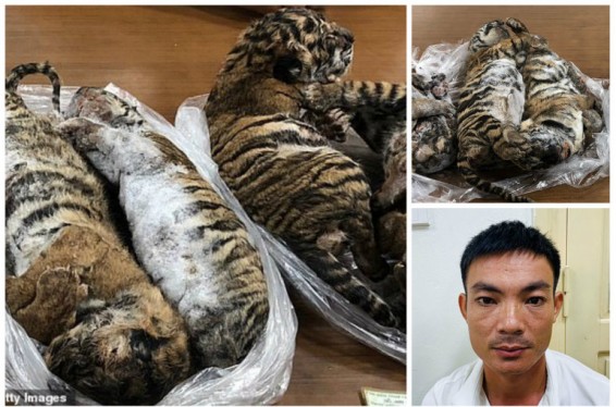 Մաքսանենգ-որսագողի մեքենայում 7 վագրի սառեցված մարմին են հայտնաբերել