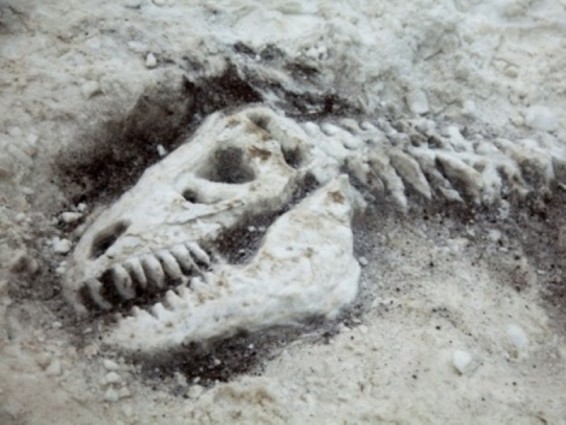 Արևմտյան Սիբիրում դինոզավրի նոր տեսակ են հայտնաբերել