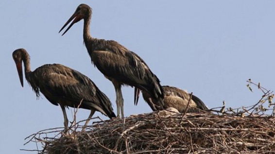 Արագիլների աղտոտվածության փաստի վերաբերյալ հարուցված է վարչական վարույթ