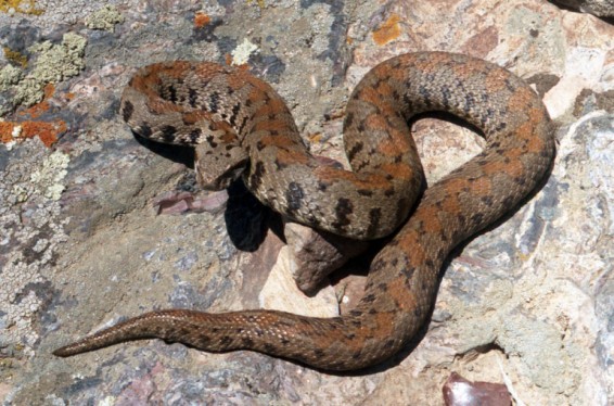 Փրկարարները բռնել են 2 շահմար և 1 գյուրզա