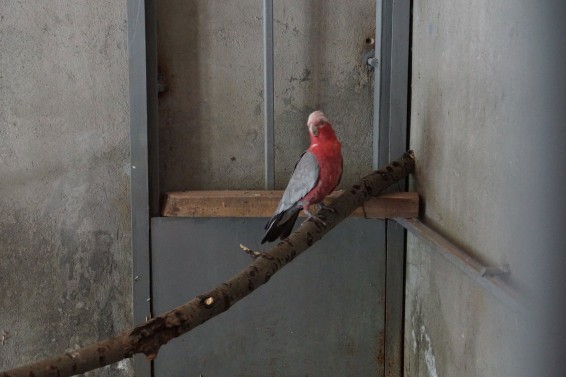 Երևանի կենդանաբանական այգին համալրել է իր կենդանացանկը