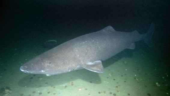 400-ամյա շնաձուկը Երկրի վրա ամենաերկարակյաց ողնաշարավորն է