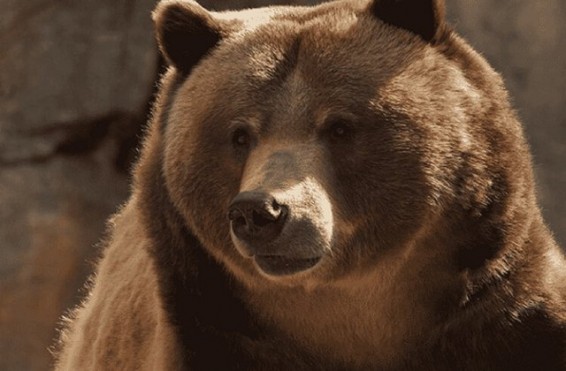 Շատին գյուղում արջը վնասել է խաղողի այգու բերքն ու վազերը