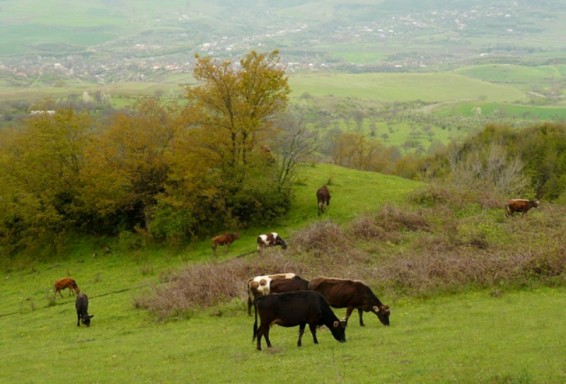 Ապահովագրական համակարգ գյուղոլորտում