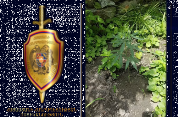 Էրեբունու ոստիկաններն ապօրինի թմրամիջոց են հայտնաբերել