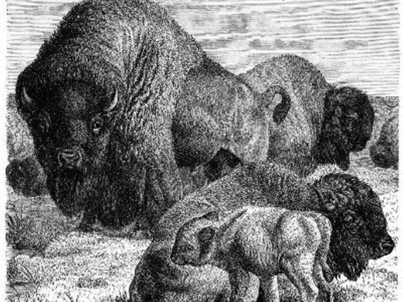 NY Times. Ալյասկայից Ամերիկայի խորքը միգրացիան կարող էր սկսվել 13 հազար տարի առաջ