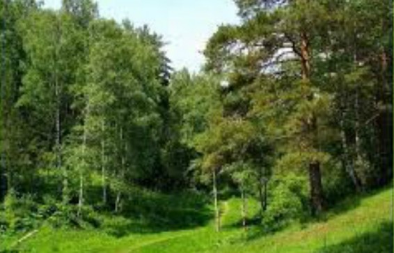 Գիտնականներ. Երկրի վրա թթվածինը մամուռի շնորհիվ է առաջացել