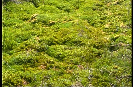 Գիտնականներ. Երկրի վրա թթվածինը մամուռի շնորհիվ է առաջացել