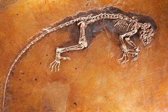 Հնդկաստանում հայտնաբերվել են 54,5 մլն տարի առաջ ապրած ամենապրիմիտիվ պրիմատի մնացորդները