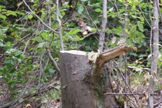 Հարուցվել է քրեական գործ՝ Դսեղում ապօրինի ծառահատման դեպքի առթիվ