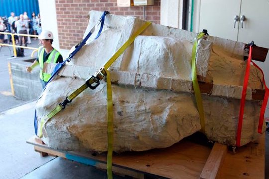 ԱՄՆ-ում գտել են տիրանոզավրի գանգ