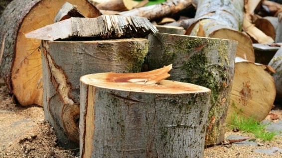 Ապօրինի ծառահատում՝ Իջևանում