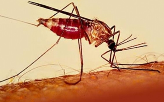 Մալարիայի դեպքերի պատճառով Հունաստանի 12 շրջաններում արգելել են արյան դոնորությունը