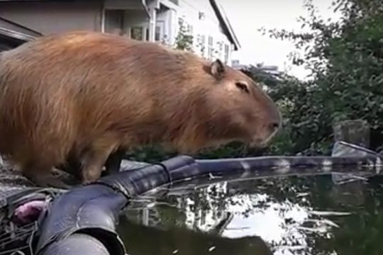 Ծովախոզուկը դարձել է ջրացատկի չեմպիոն