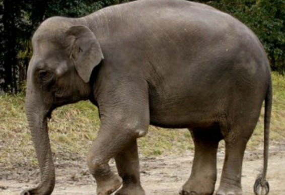 Յուրաքանչյուր 15 րոպե աշխարհում 1 փիղ է սպանվում